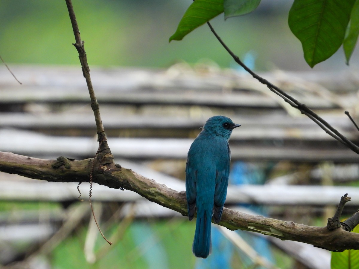 Verditer Flycatcher - ML623975381