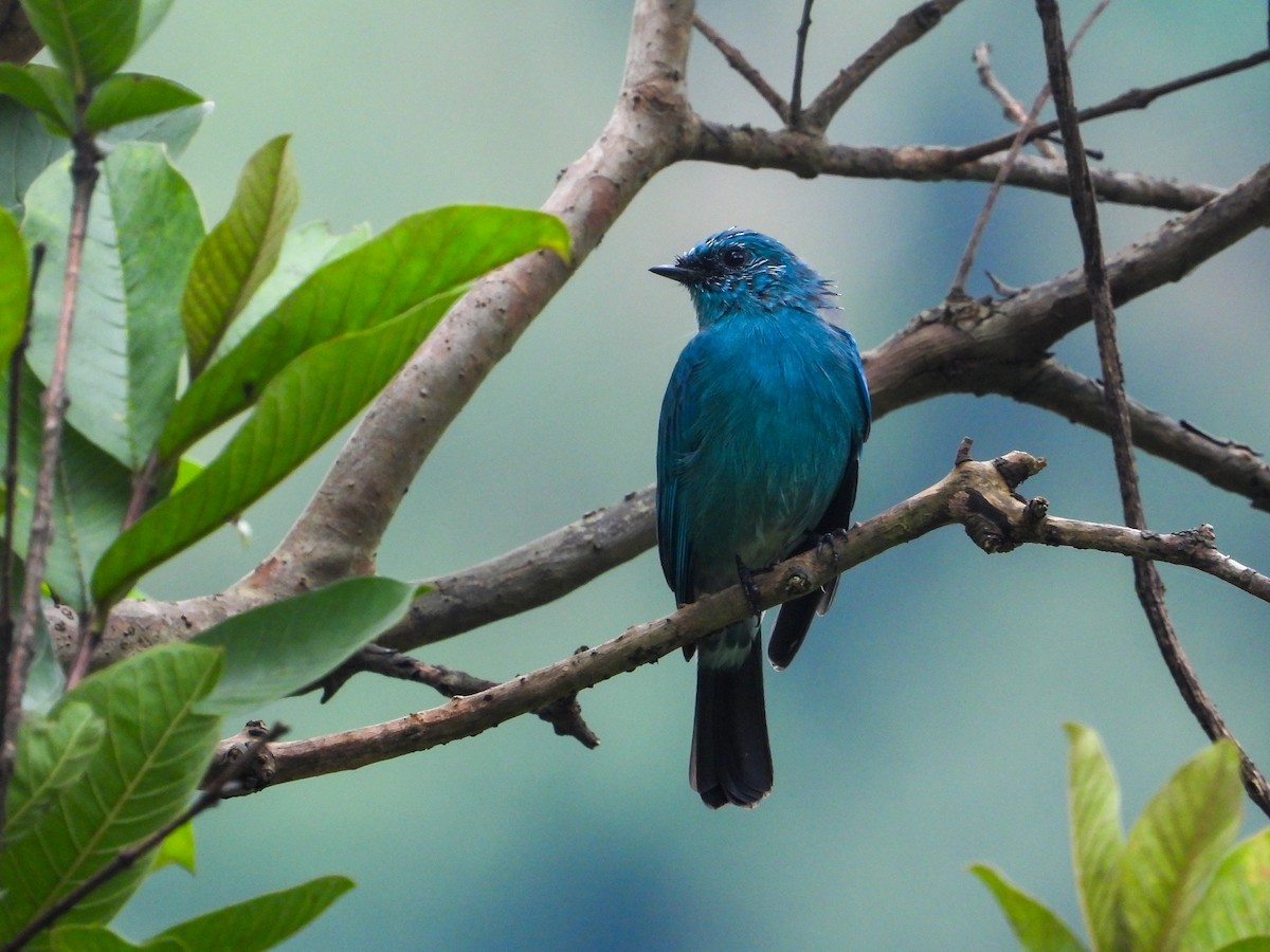 Verditer Flycatcher - ML623975382