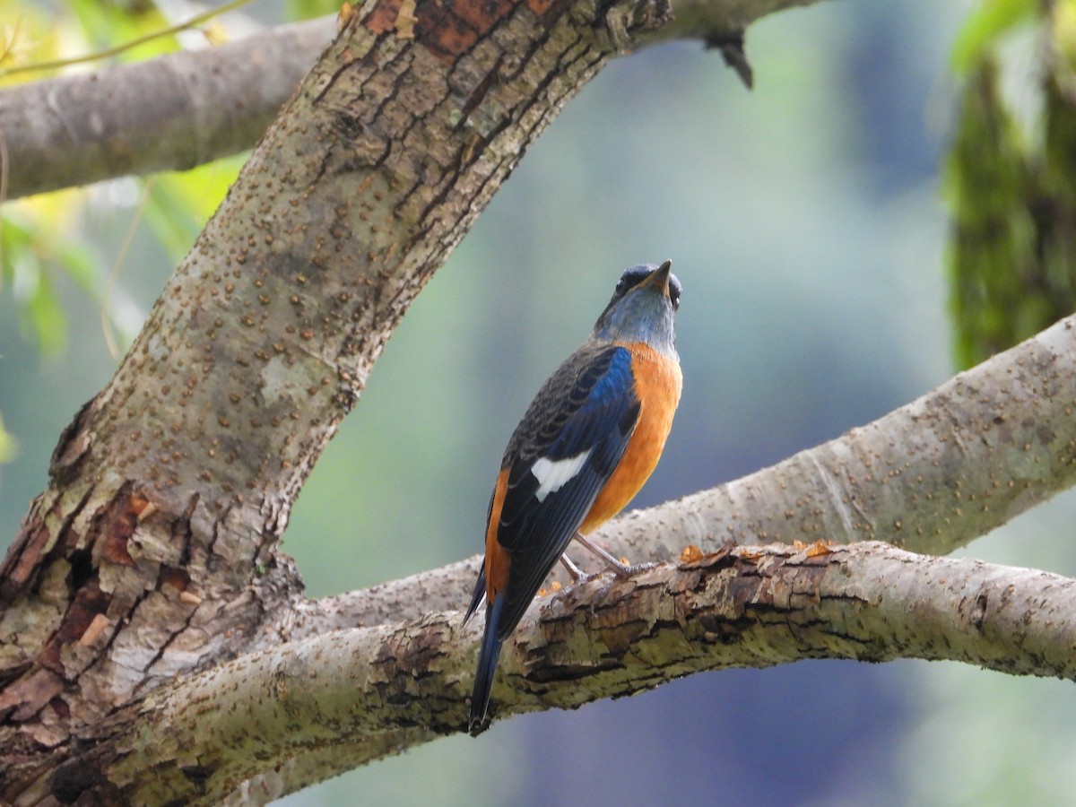 Blue-capped Rock-Thrush - ML623975383