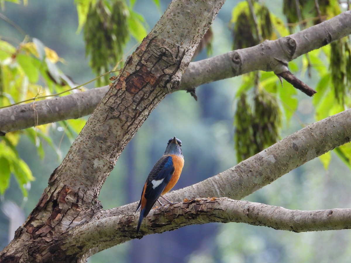 Blue-capped Rock-Thrush - ML623975384