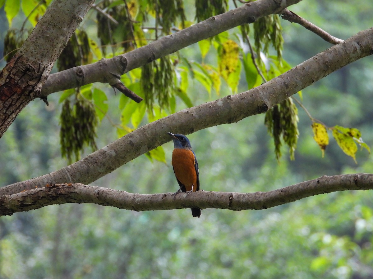 Blue-capped Rock-Thrush - ML623975385