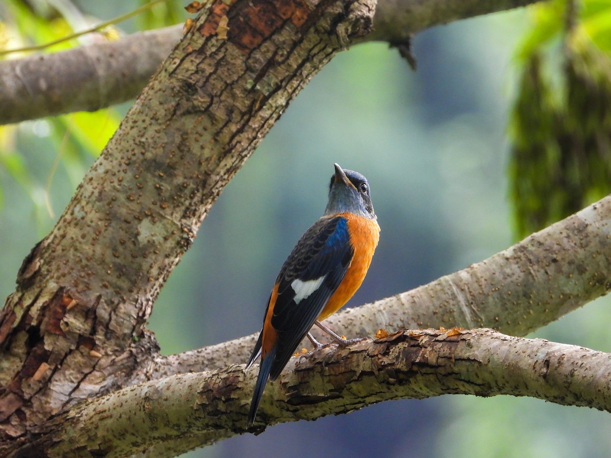 Blue-capped Rock-Thrush - ML623975386