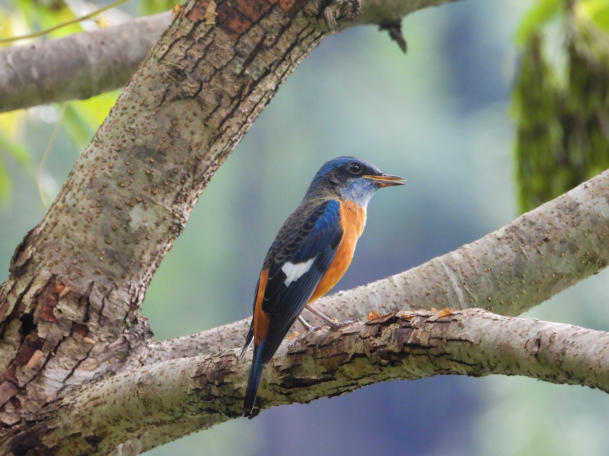 Blue-capped Rock-Thrush - ML623975387