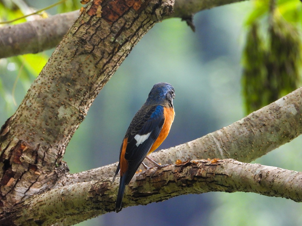 Blue-capped Rock-Thrush - ML623975388