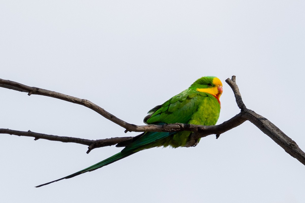 Superb Parrot - ML623975402