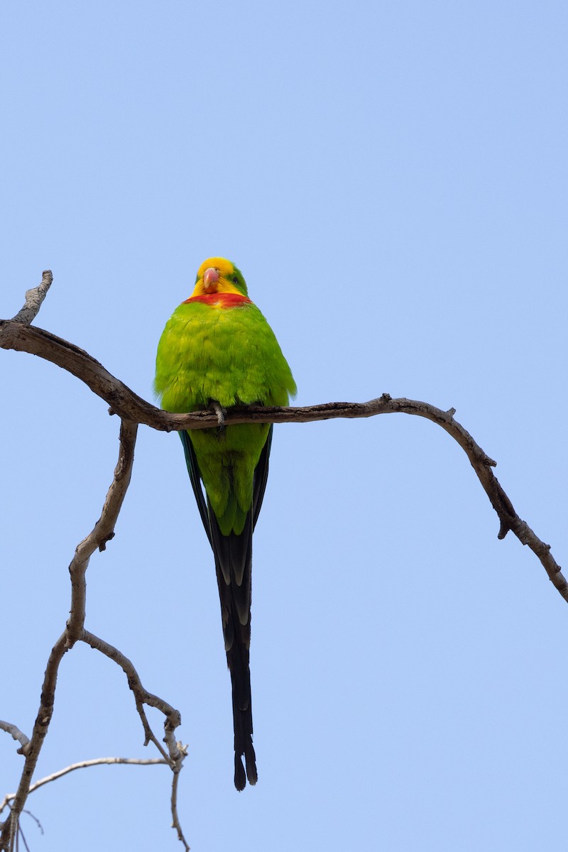 Superb Parrot - ML623975403