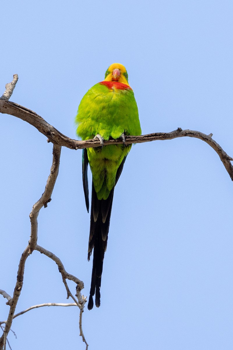 Superb Parrot - ML623975404