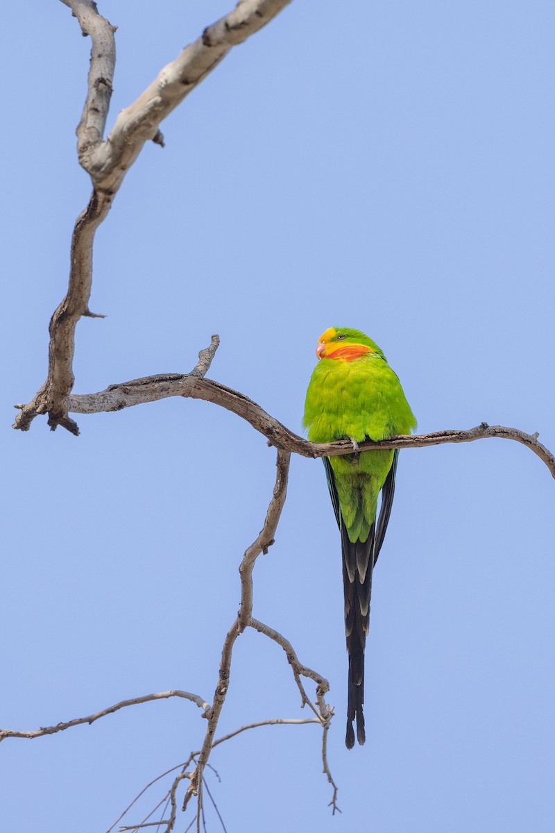 Superb Parrot - ML623975405