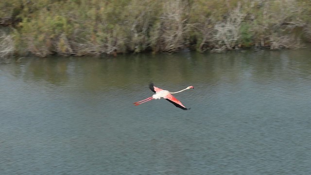 Greater Flamingo - ML623975414