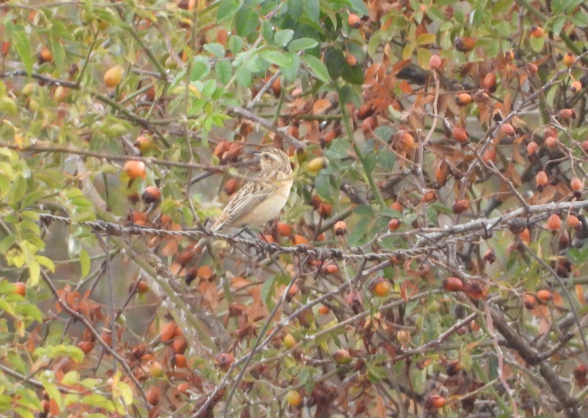 Whinchat - ML623975420