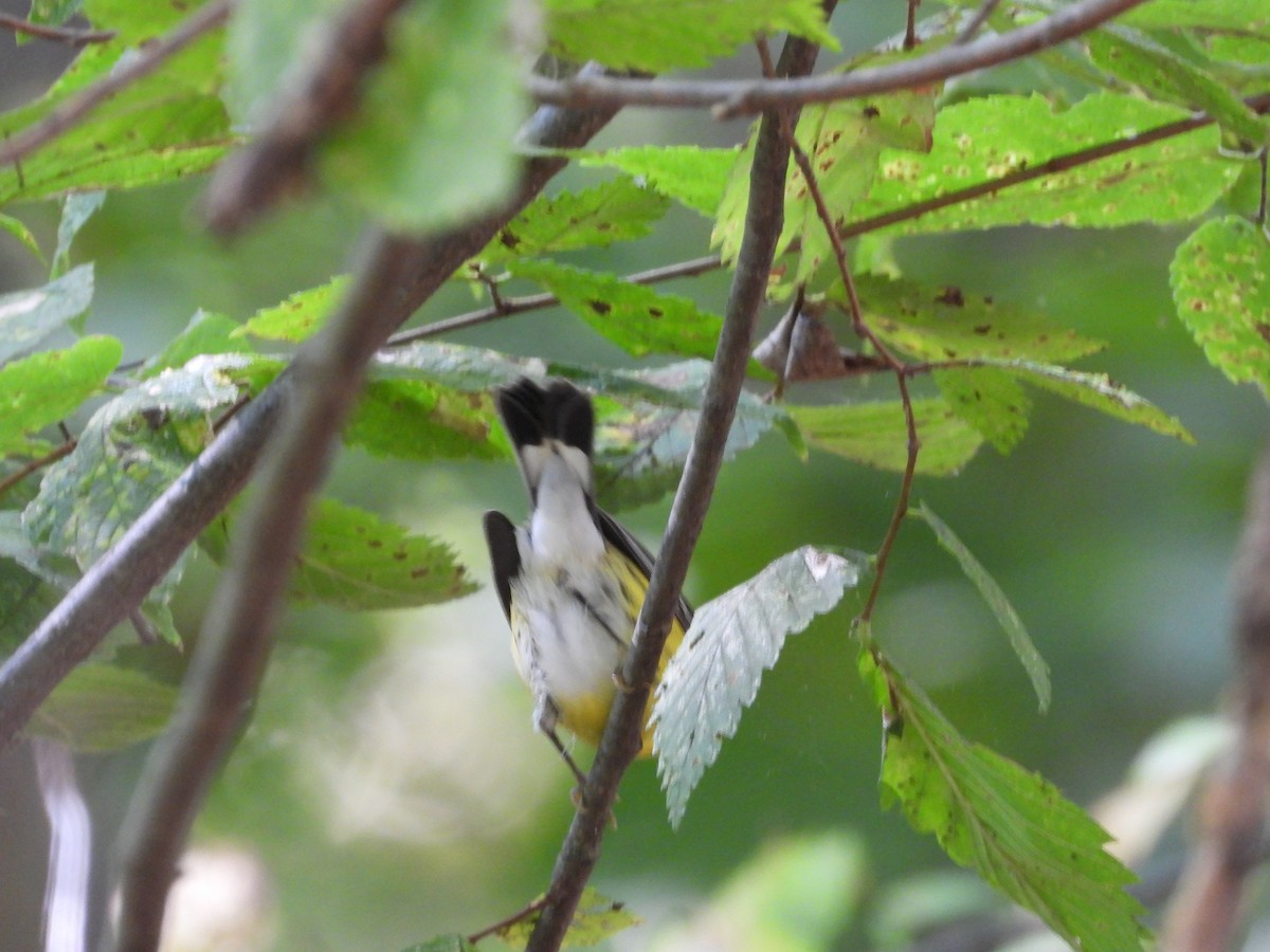 Magnolia Warbler - ML623975422