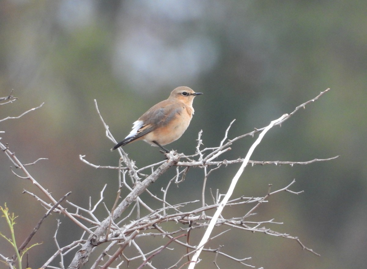 Northern Wheatear - ML623975425