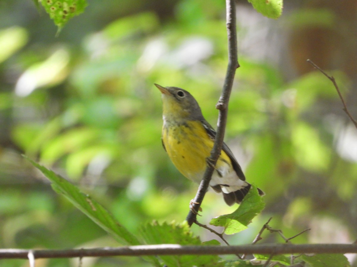 Magnolia Warbler - ML623975426