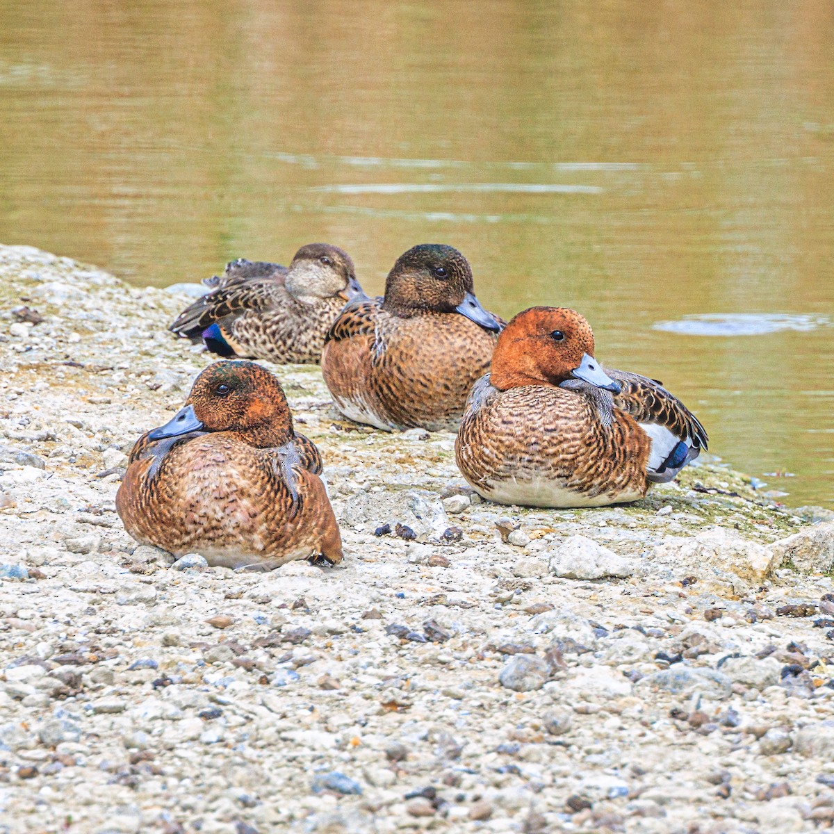 Eurasian Wigeon - ML623975427