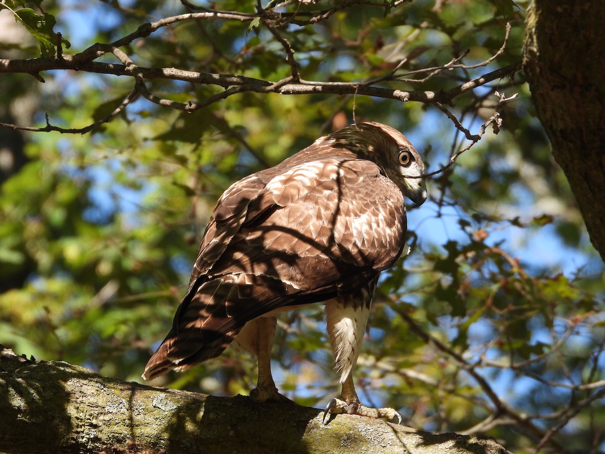 Rotschwanzbussard - ML623975430