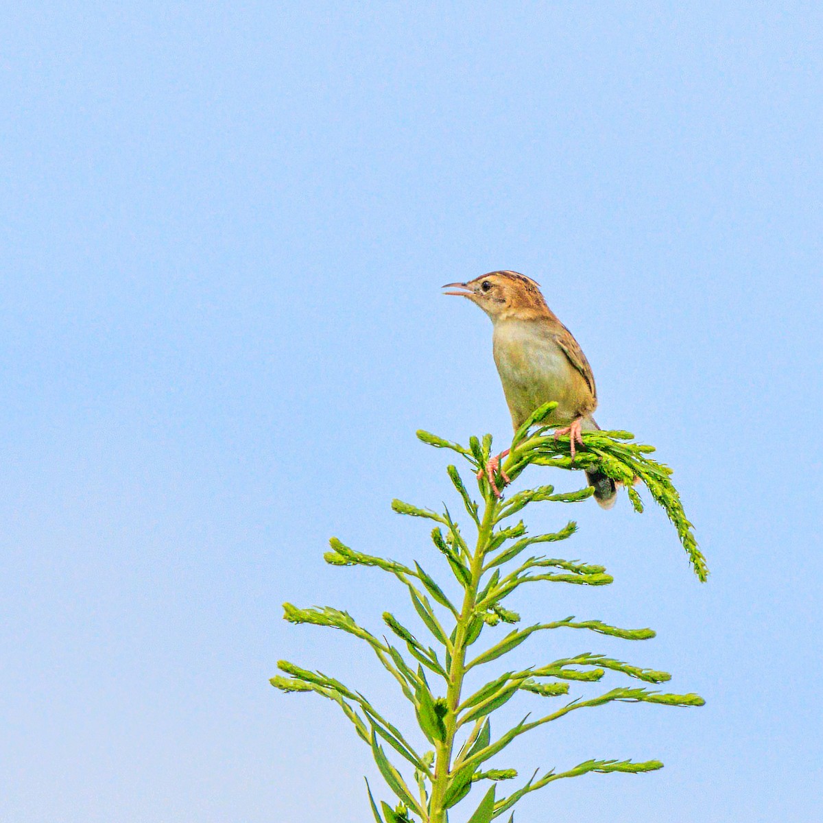 Zitting Cisticola - ML623975432