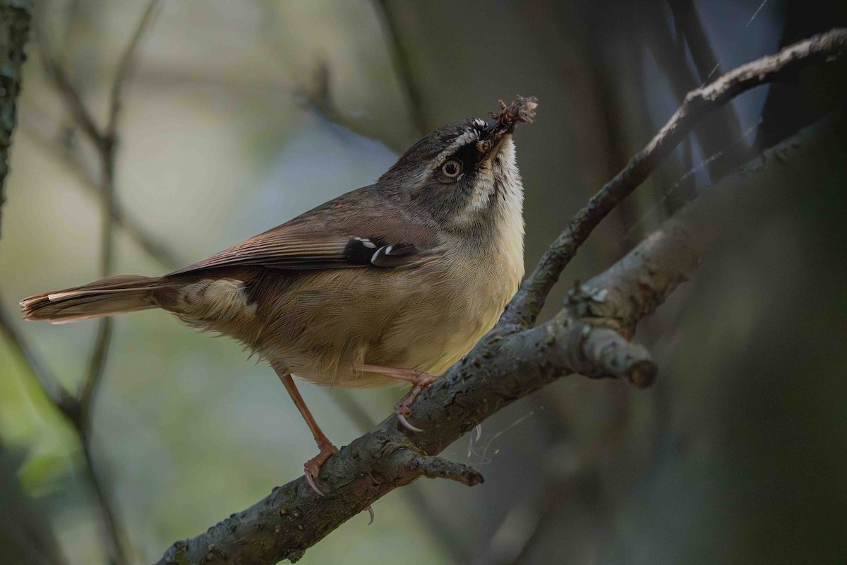 White-browed Scrubwren - Darcy Cox