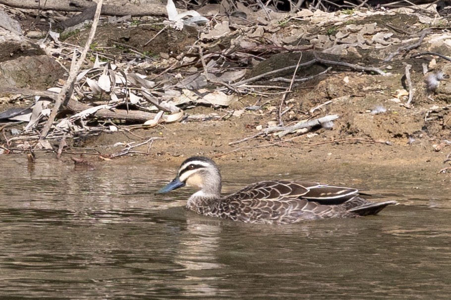 Pacific Black Duck - ML623975434