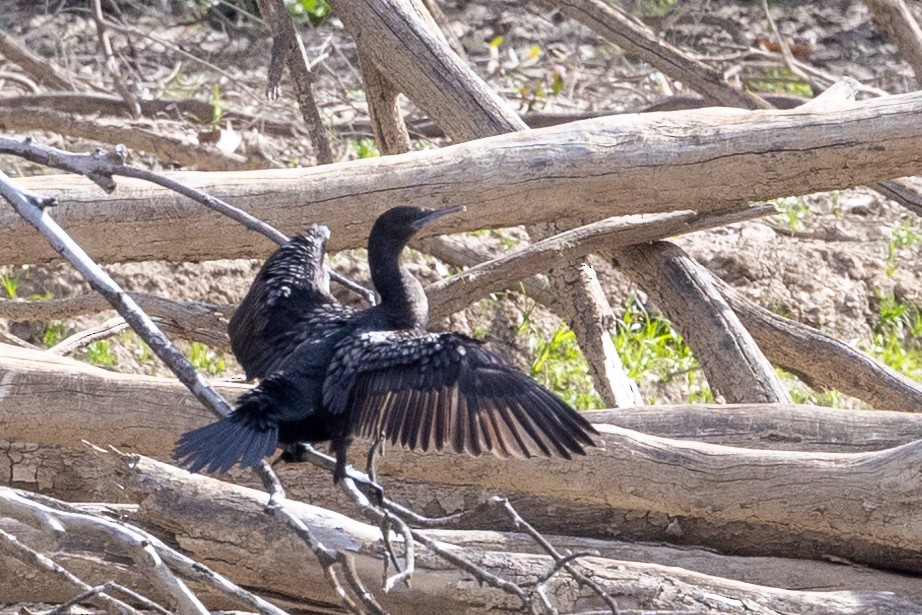 Little Black Cormorant - ML623975435