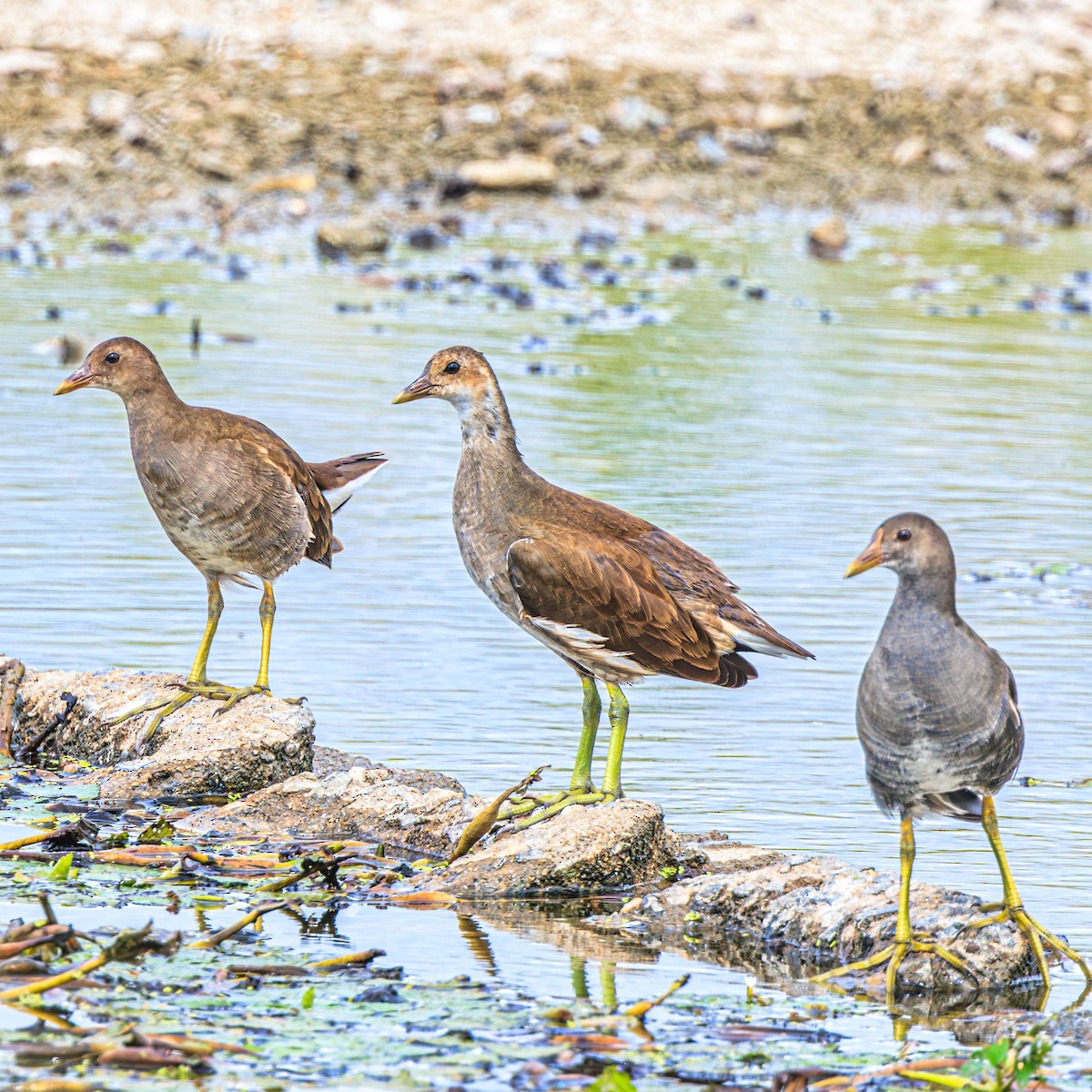 Eurasian Moorhen - ML623975436