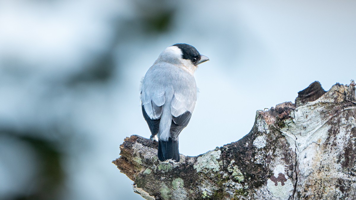 Black-crowned Tityra - ML623975437