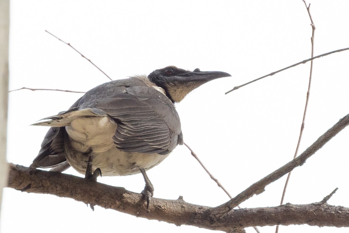 Noisy Friarbird - ML623975438