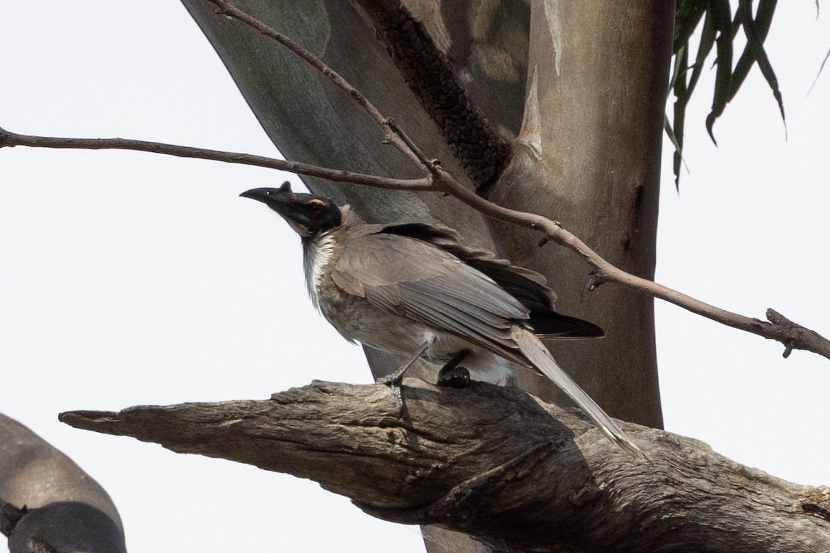 Noisy Friarbird - ML623975439