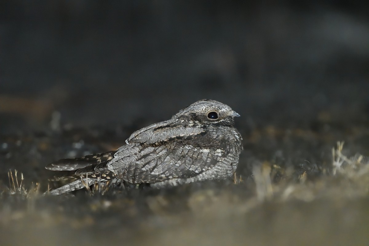 Eurasian Nightjar - ML623975440