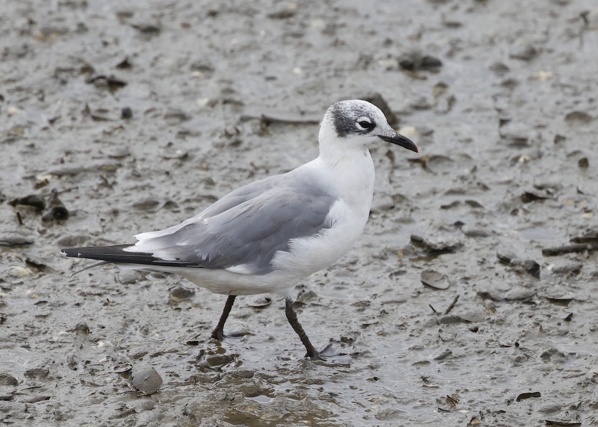 Franklin's Gull - ML623975442