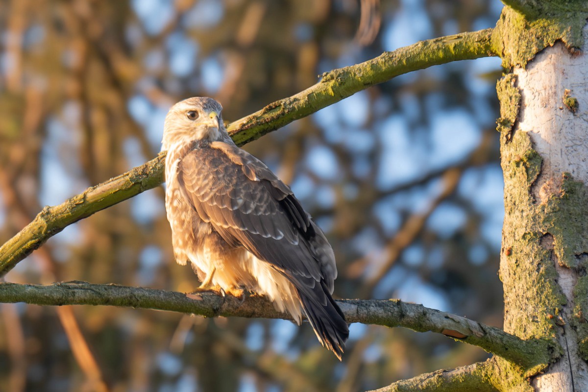 Common Buzzard - ML623975443