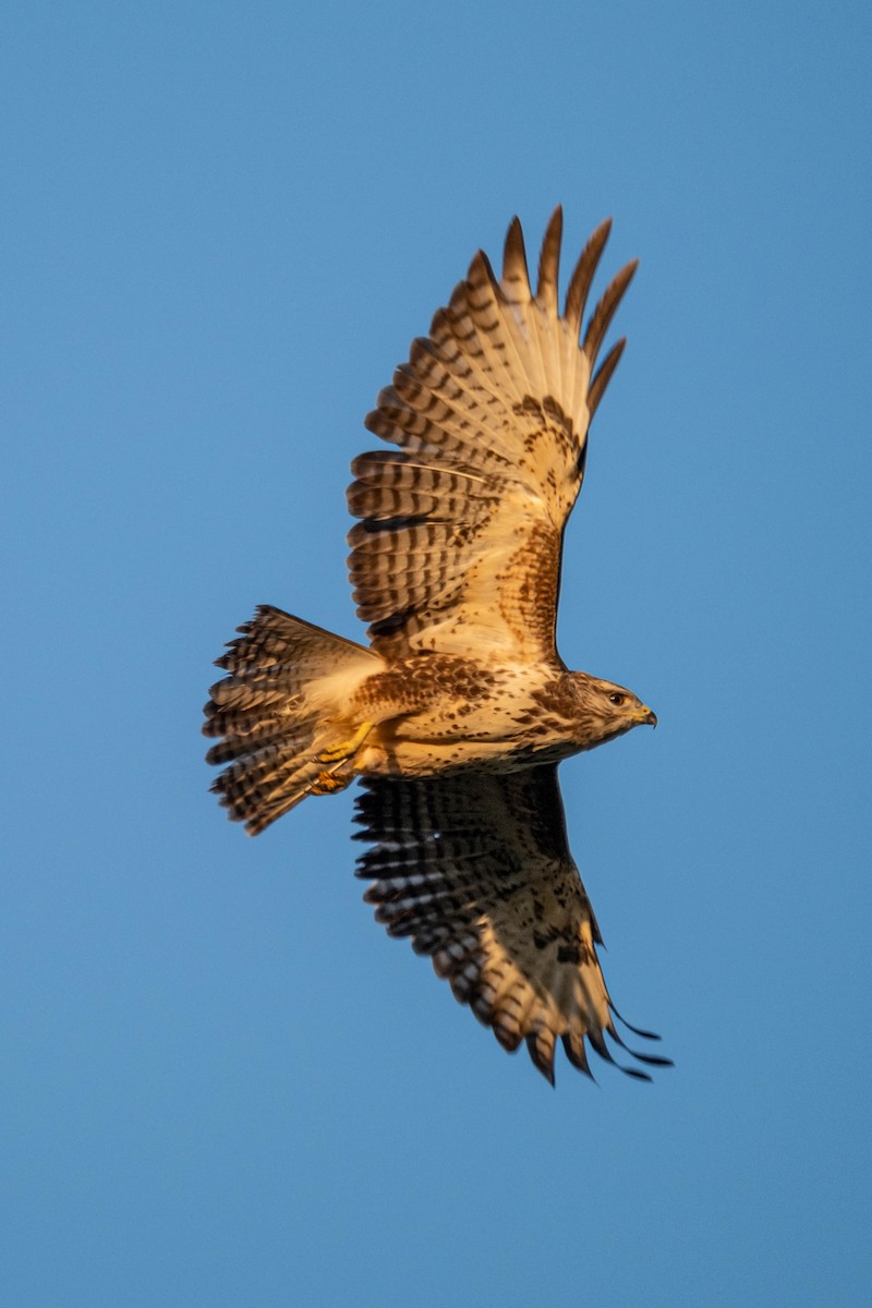 Common Buzzard - ML623975444