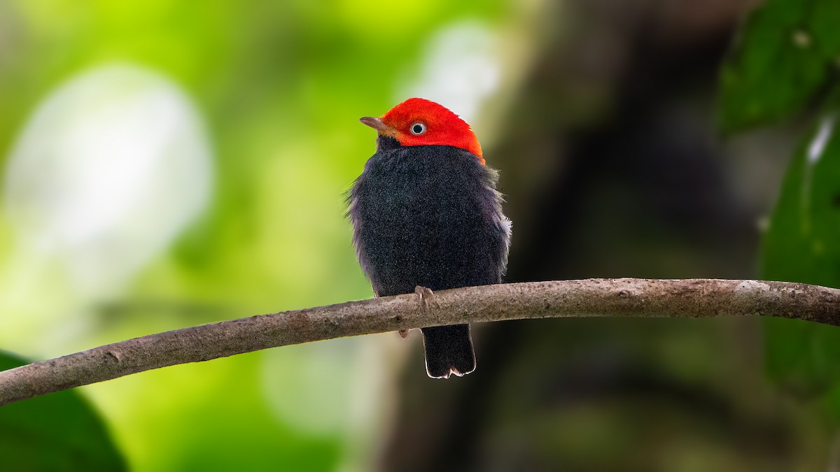 Red-capped Manakin - praveen Rao koli