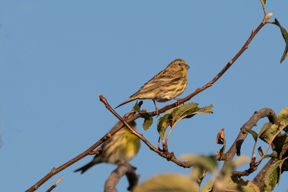 European Serin - ML623975455