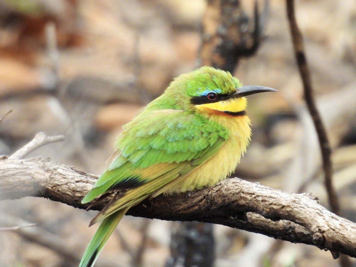 Little Bee-eater - ML623975457