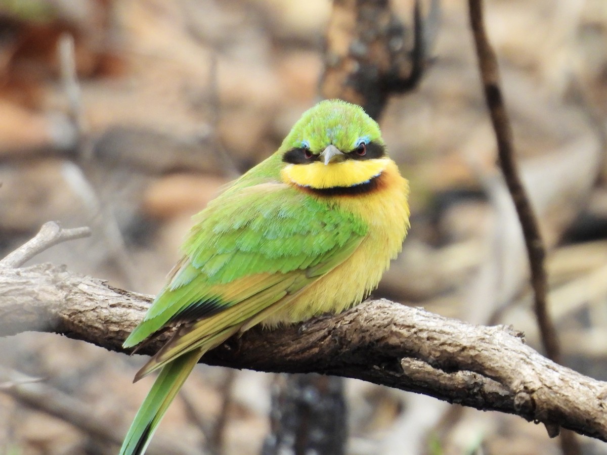 Little Bee-eater - ML623975458