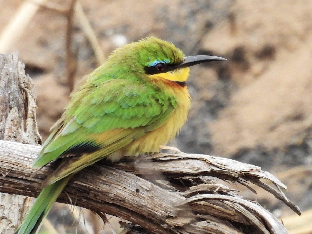 Little Bee-eater - ML623975459