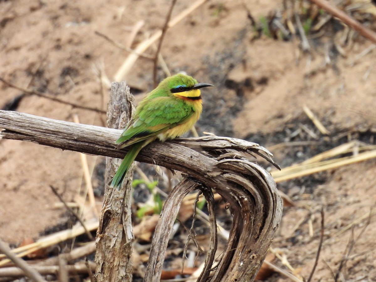 Little Bee-eater - ML623975460