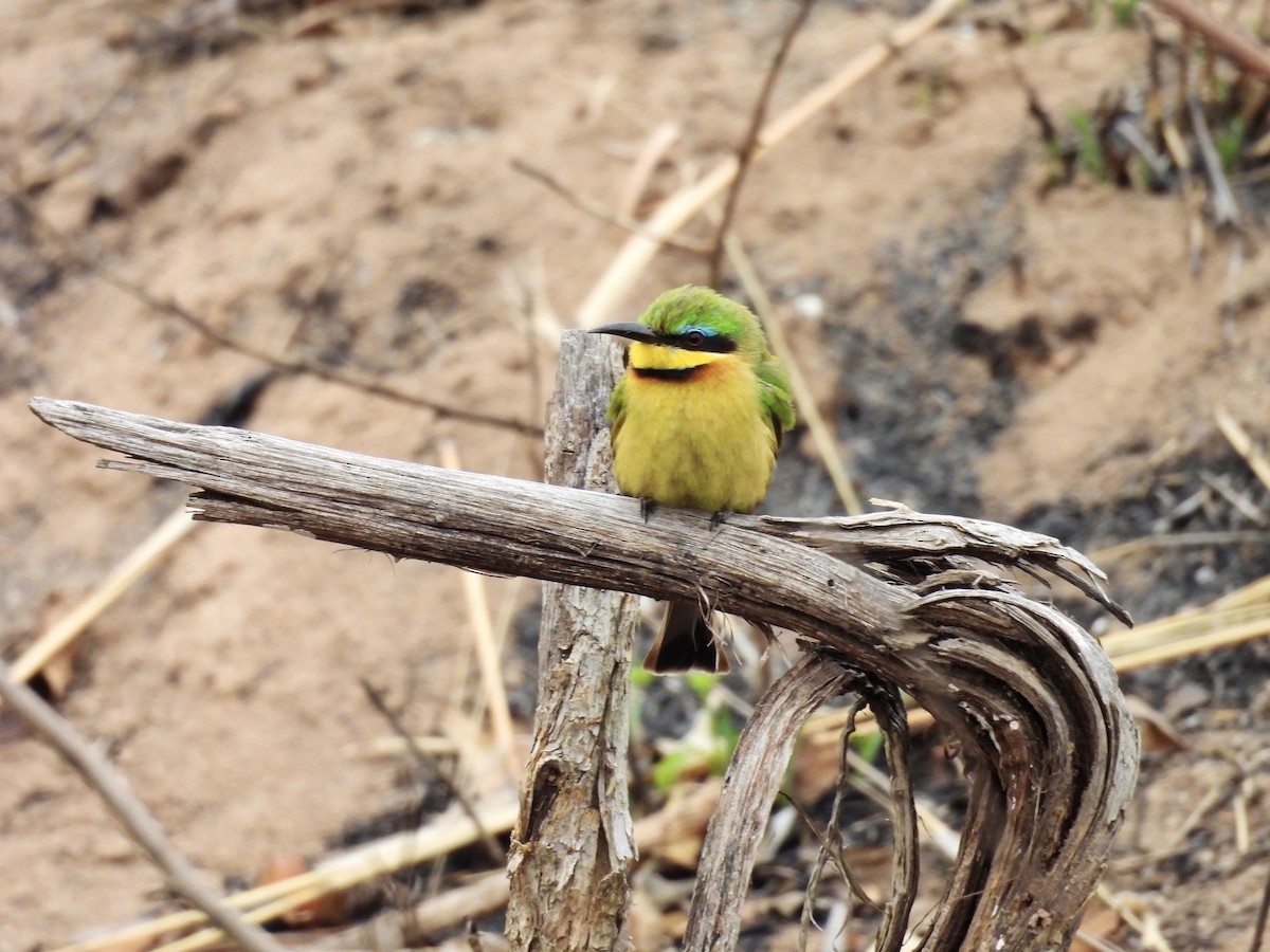 Little Bee-eater - ML623975461