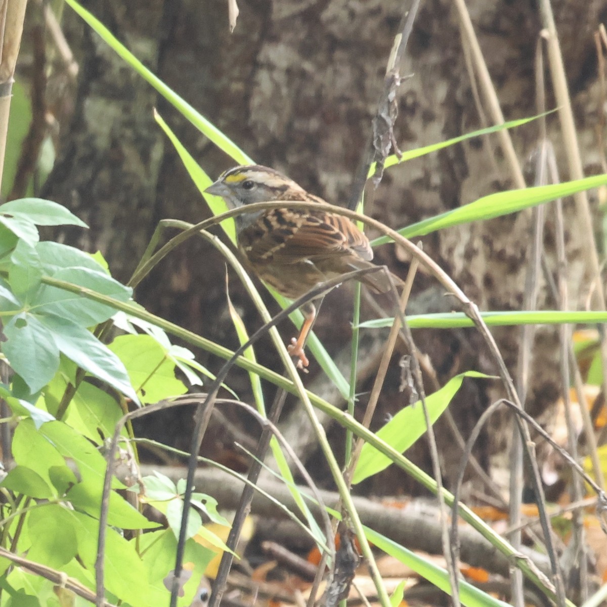 White-throated Sparrow - ML623975462