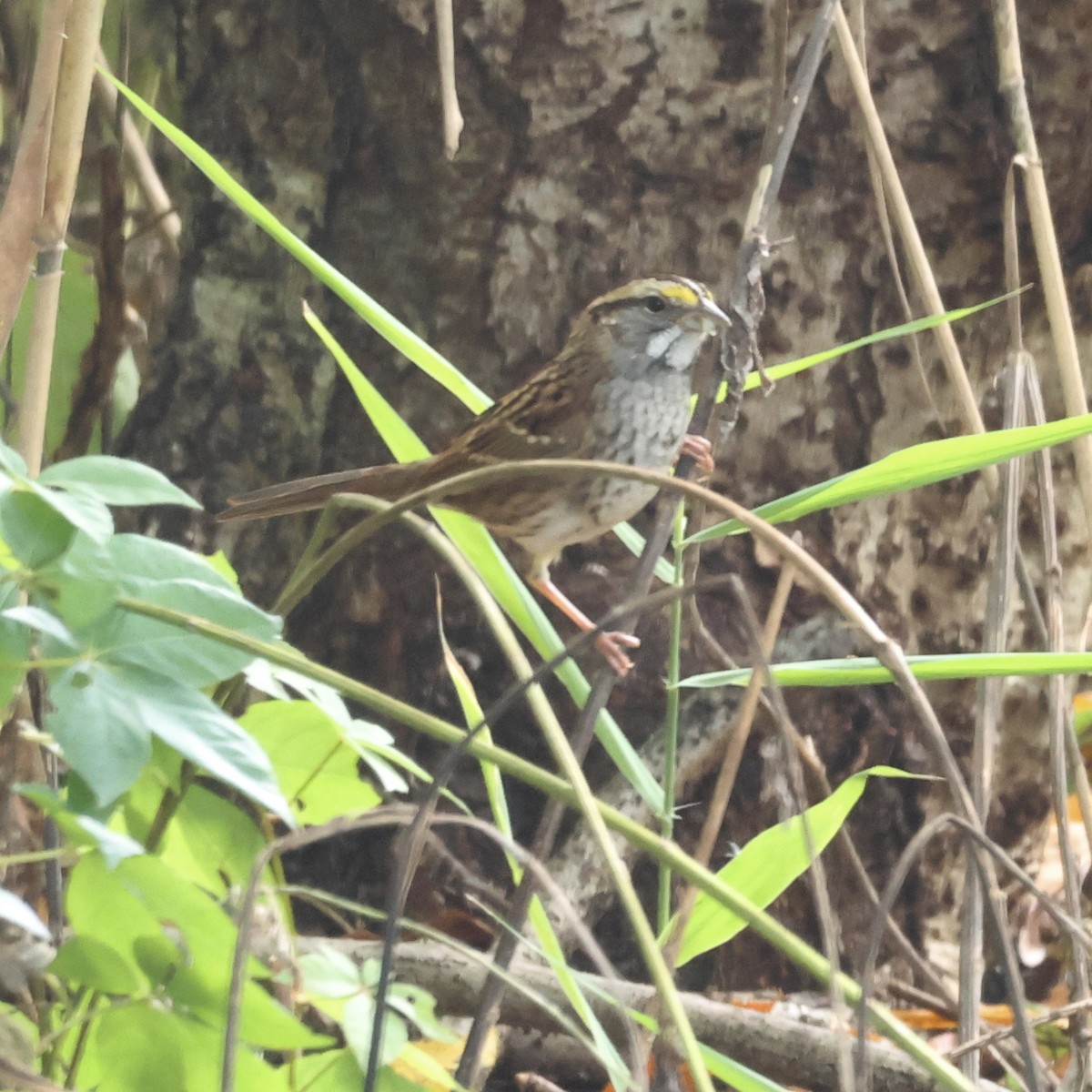 White-throated Sparrow - Parsley Steinweiss