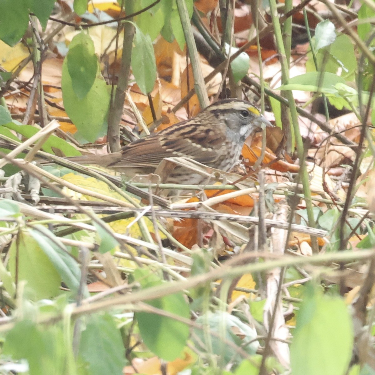 White-throated Sparrow - ML623975464