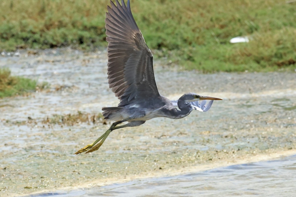 Western Reef-Heron - ML623975467