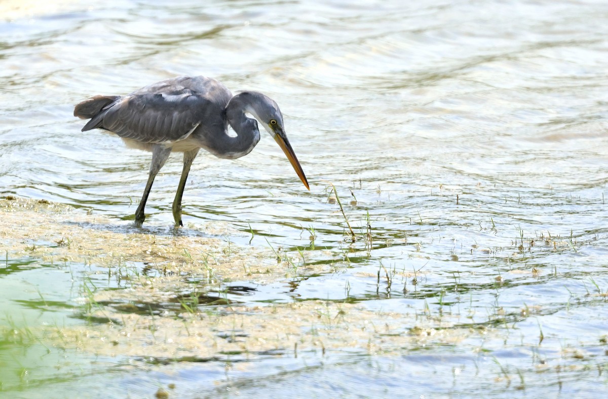 Western Reef-Heron - ML623975468