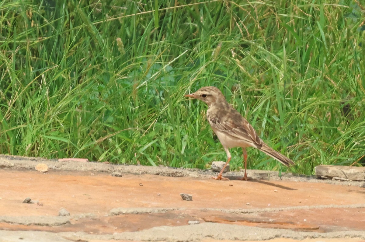 Paddyfield Pipit - ML623975469