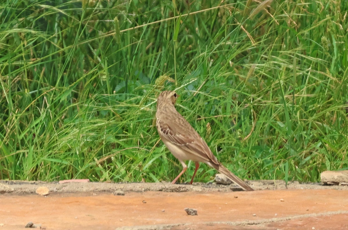 Paddyfield Pipit - ML623975470