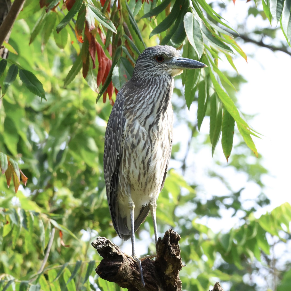 Yellow-crowned Night Heron - ML623975471