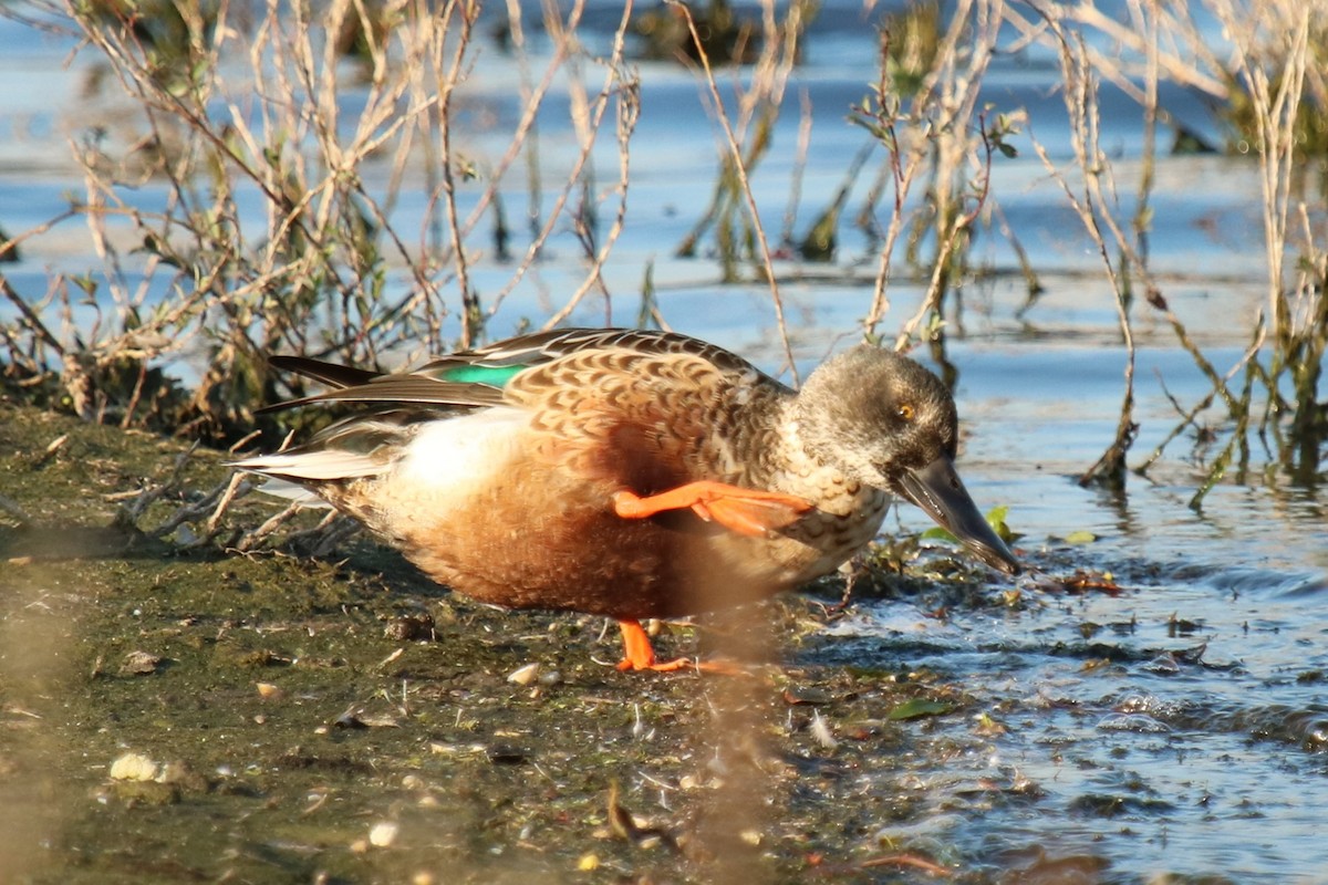 Northern Shoveler - ML623975472