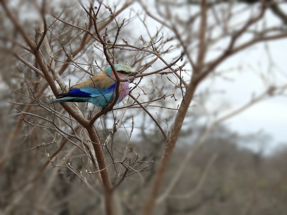 Lilac-breasted Roller (Lilac-breasted) - Usha Tatini