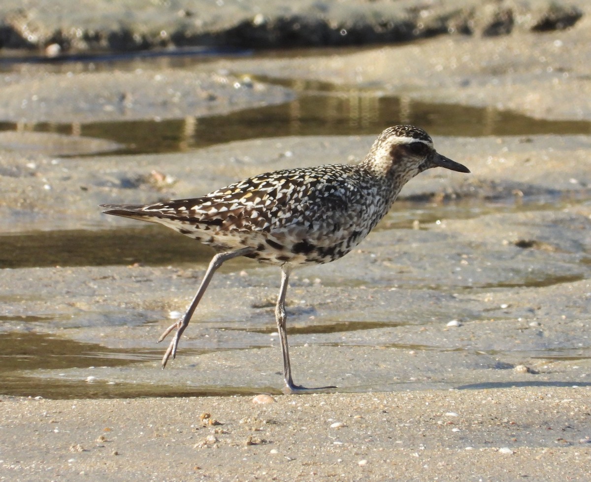 Pacific Golden-Plover - ML623975484