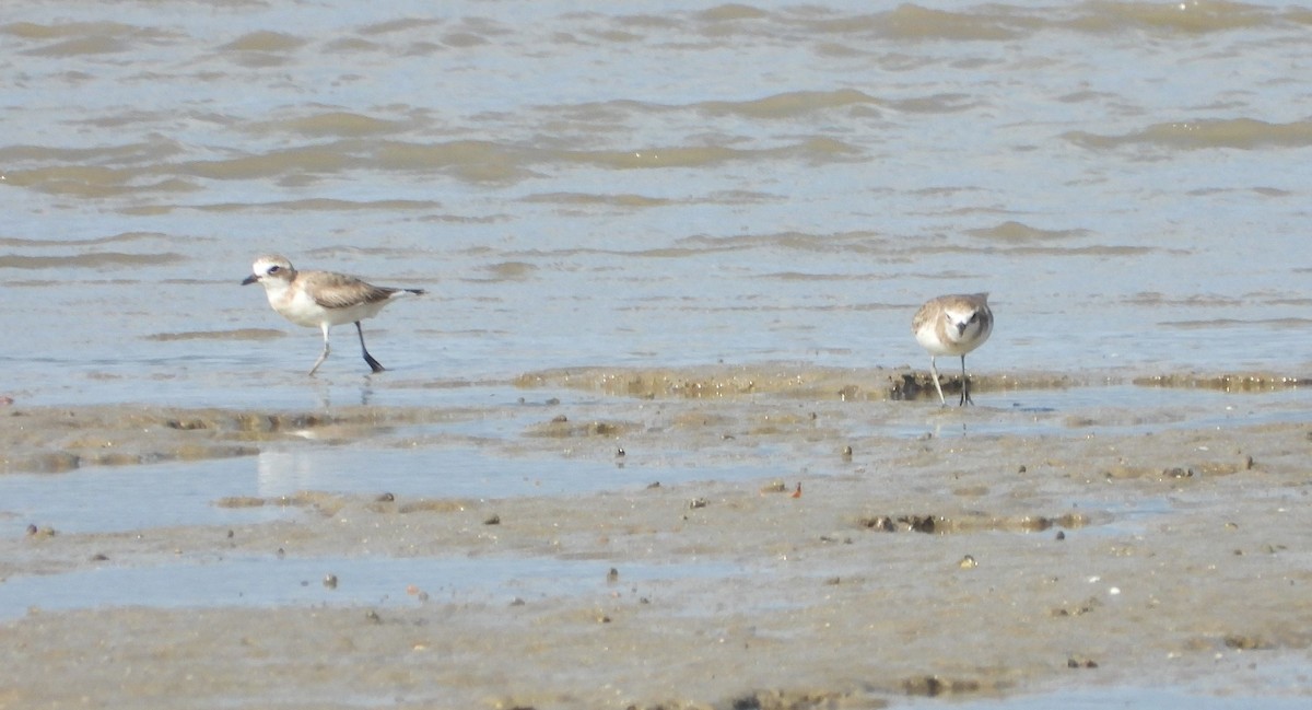 Siberian Sand-Plover - ML623975487